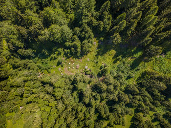 High angle view of trees in forest