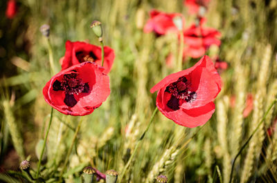 Close-up of red poppy flowers growing in field