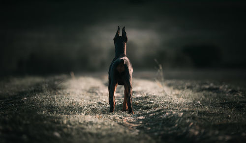 Dog standing on land