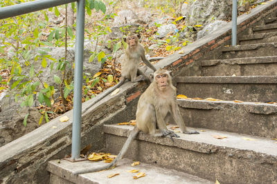 Monkeys sitting on steps