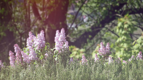 Close-up of pink flowering plants on field