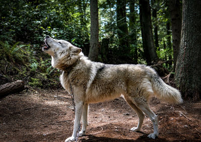 Side view of a wolf in the forest