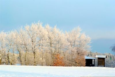 Snow covered trees by house against sky