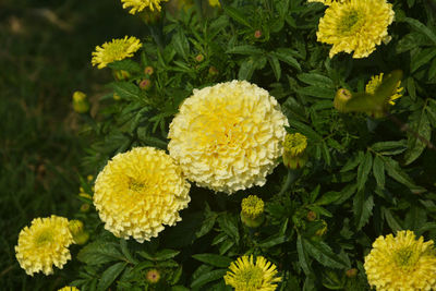 Close-up of yellow flowers