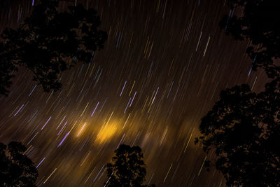 Low angle view of trees against sky at night