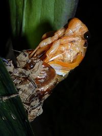 Close-up of frog on leaf