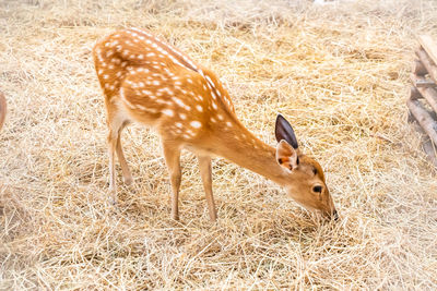 Deer in a field