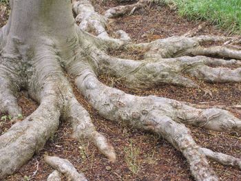 Close-up of tree roots