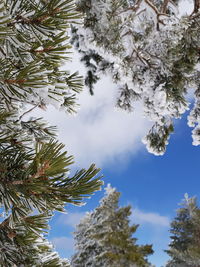 Low angle view of tree against sky