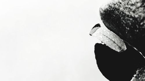 High angle view of bird perching on white background