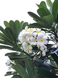 Low angle view of flowers blooming on tree