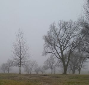 Bare trees on grassy field