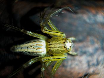 Close-up of insect