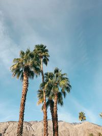 Low angle view of palm trees against sky