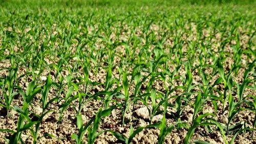 Full frame shot of grassy field