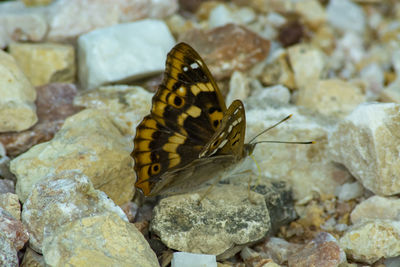 Close-up of butterfly on rock