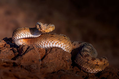 Close-up of snake