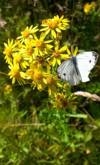 Close-up of butterfly on flower