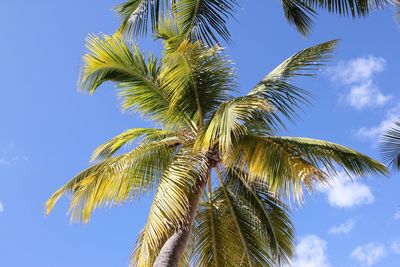 Low angle view of palm tree against blue sky