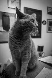 Close-up of cat sitting on table at home