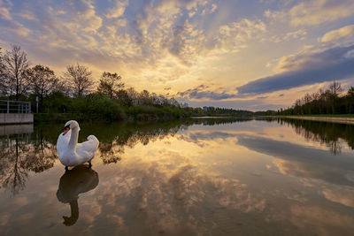 Swan on lake against sky during sunset