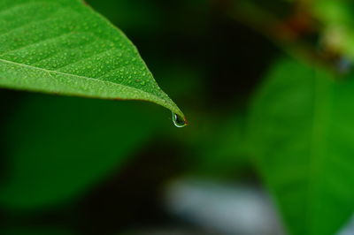 Close-up of water drops on leaf