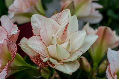 Close-up of pink rose flower