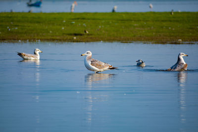 Ducks swimming in lake