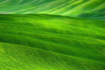 Full frame shot of green leaves