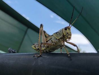 Close-up of insect on a metal