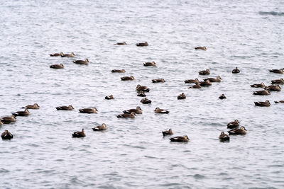 High angle view of ducks swimming in sea