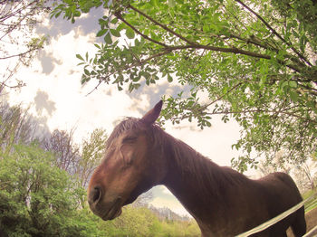 Dog standing on tree trunk