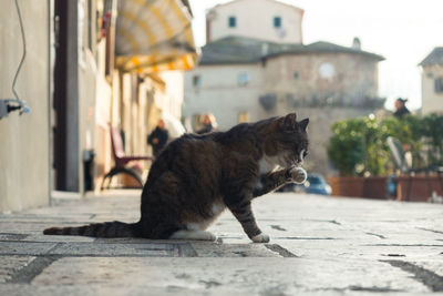 Cat in city