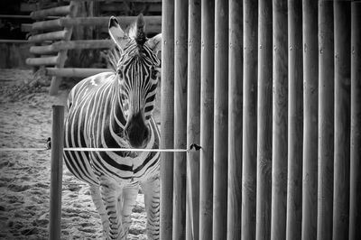 Zebra among stripes