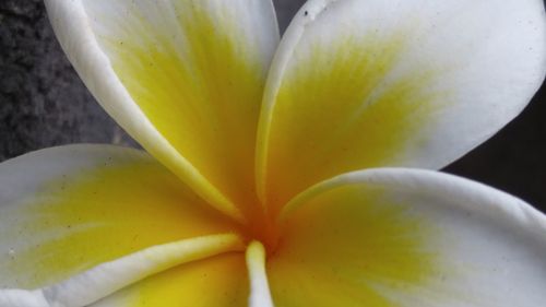 Close-up of yellow tulip