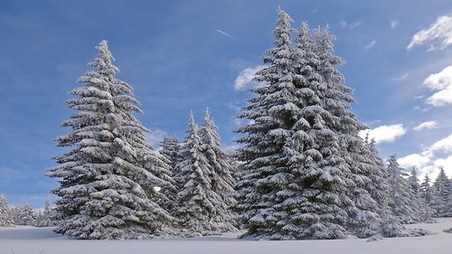 Snow covered pine tree against sky