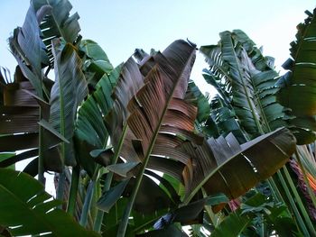 Low angle view of coconut palm tree leaves against sky
