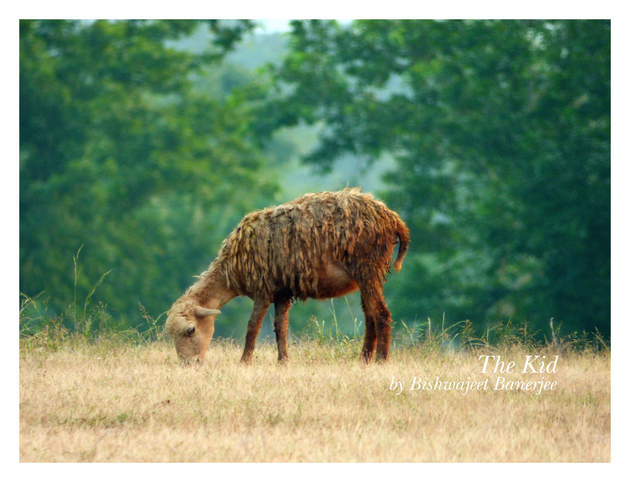 animal themes, transfer print, grass, mammal, animals in the wild, one animal, field, auto post production filter, wildlife, grazing, standing, livestock, full length, domestic animals, nature, grassy, side view, green color, landscape, walking