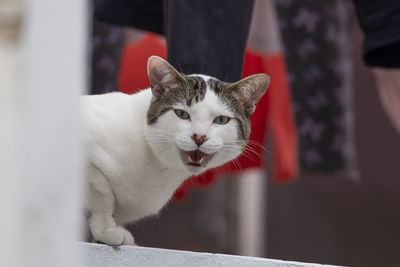 Close-up portrait of white cat