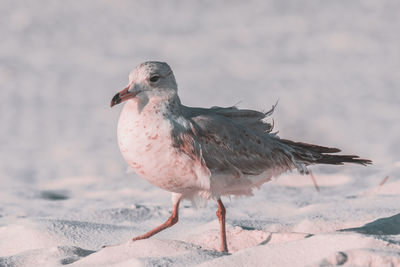 Water birds at the beach