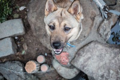 High angle portrait of dog