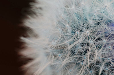 Close-up of dandelion on plant