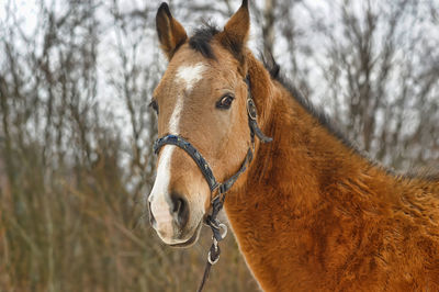 Close-up of a horse on field