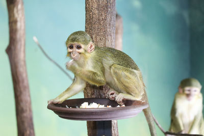 Close-up of monkey sitting on tree