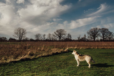 Dog standing and watching guard in field