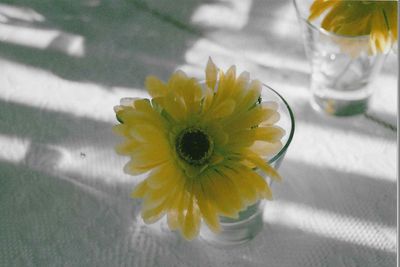 Close-up of yellow flowers