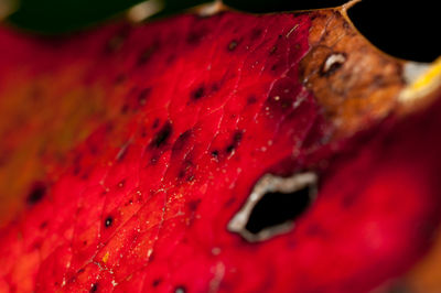 Close-up of insect on red leaf