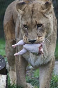 Close-up of a lion feeding