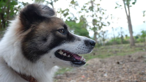 Close-up of dog looking away