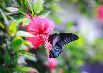 Close-up of butterfly on hibiscus